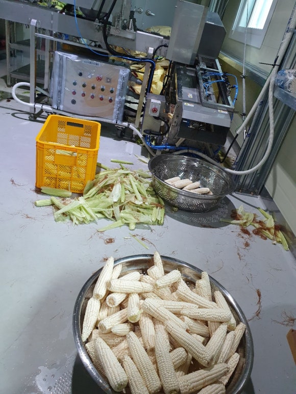 토생이 이미지