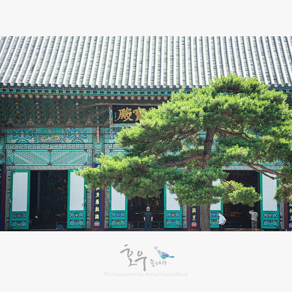 법인자연심 이미지