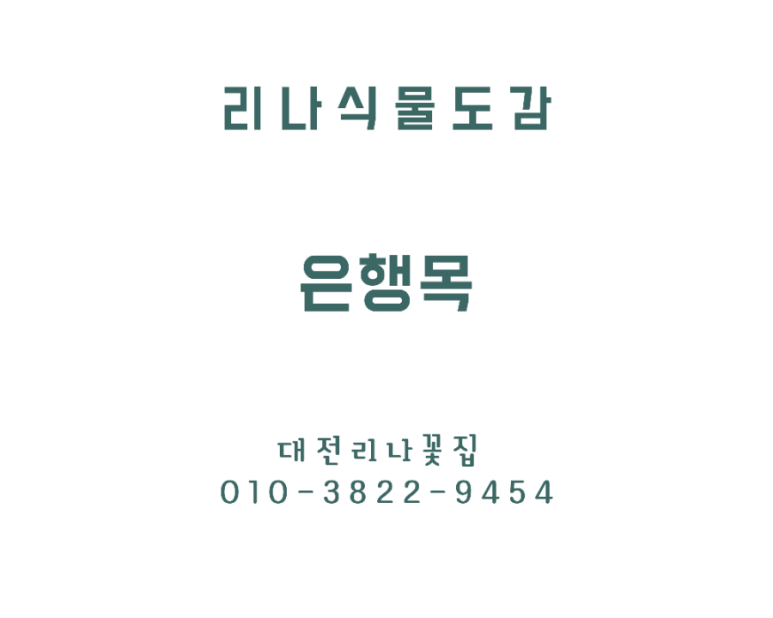 리본나무 이미지