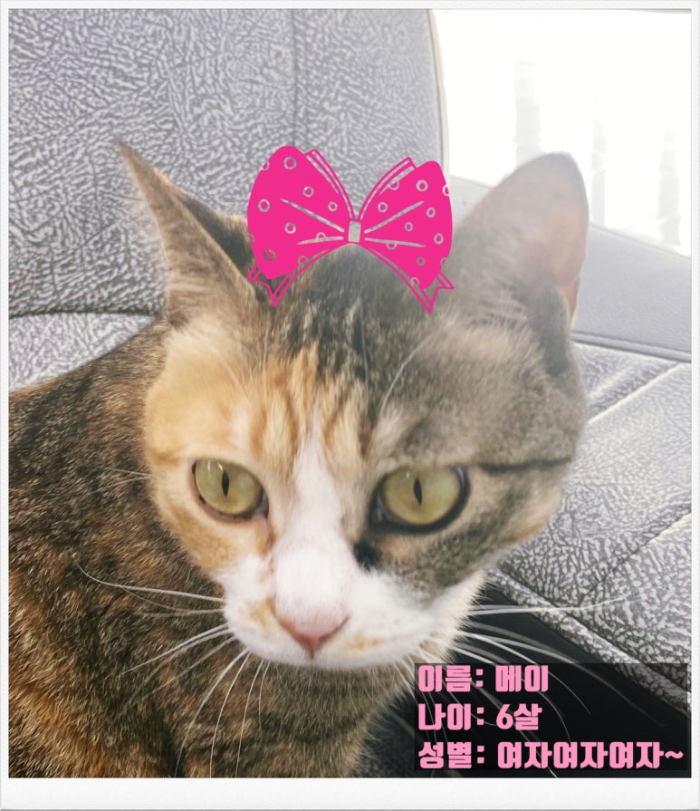 오토카이저 이미지