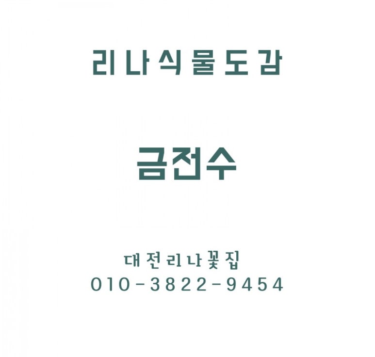 리본나무 이미지