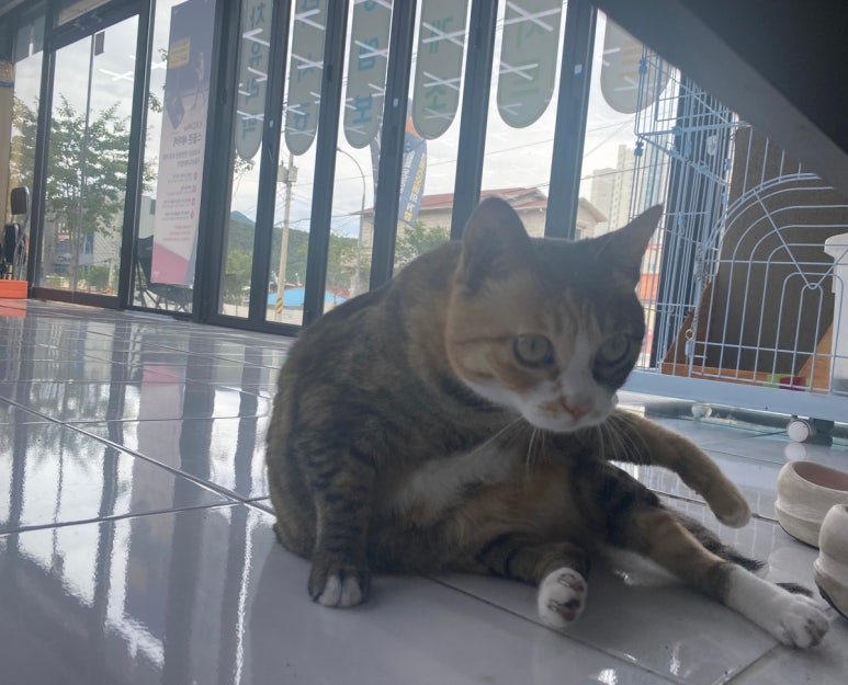 오토카이저 이미지