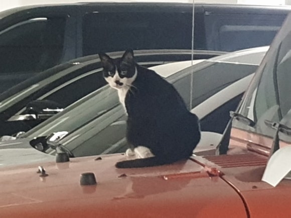 부릉카정비 이미지
