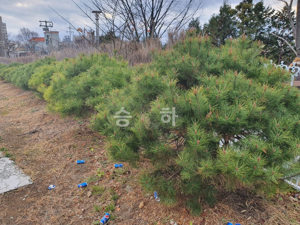 주식회사 소나무처럼 이미지