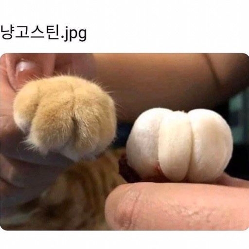 냥고스틴 이미지