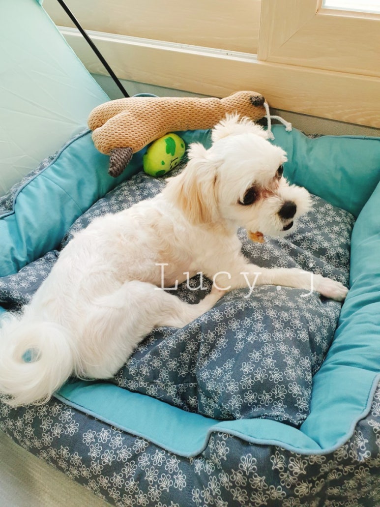 버찌소잉 이미지