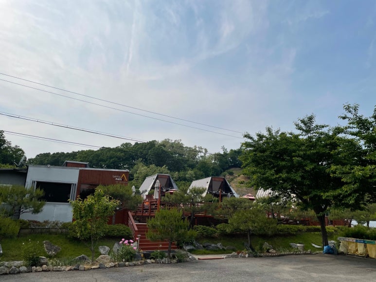 세모난나무 이미지