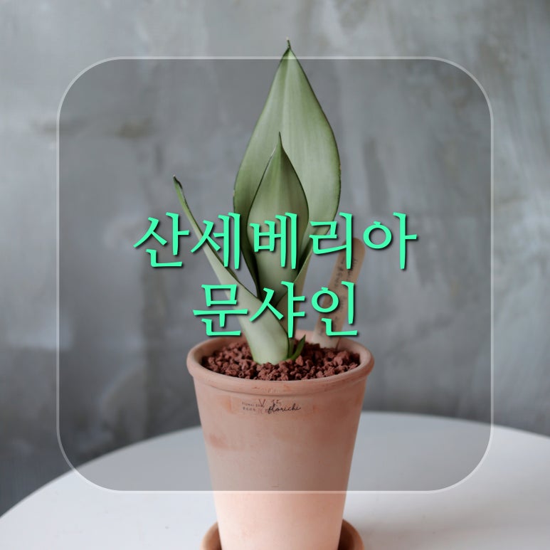 아이치 잡화점 이미지