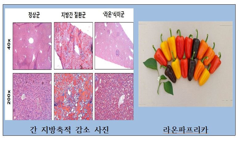 라온기술개발 이미지