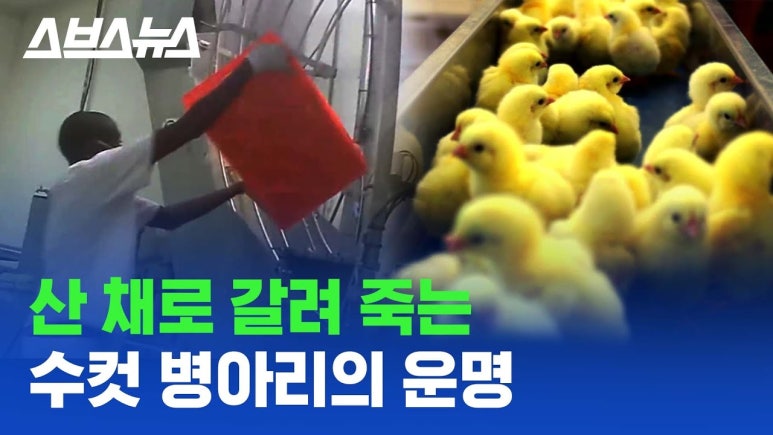 웅추 이미지