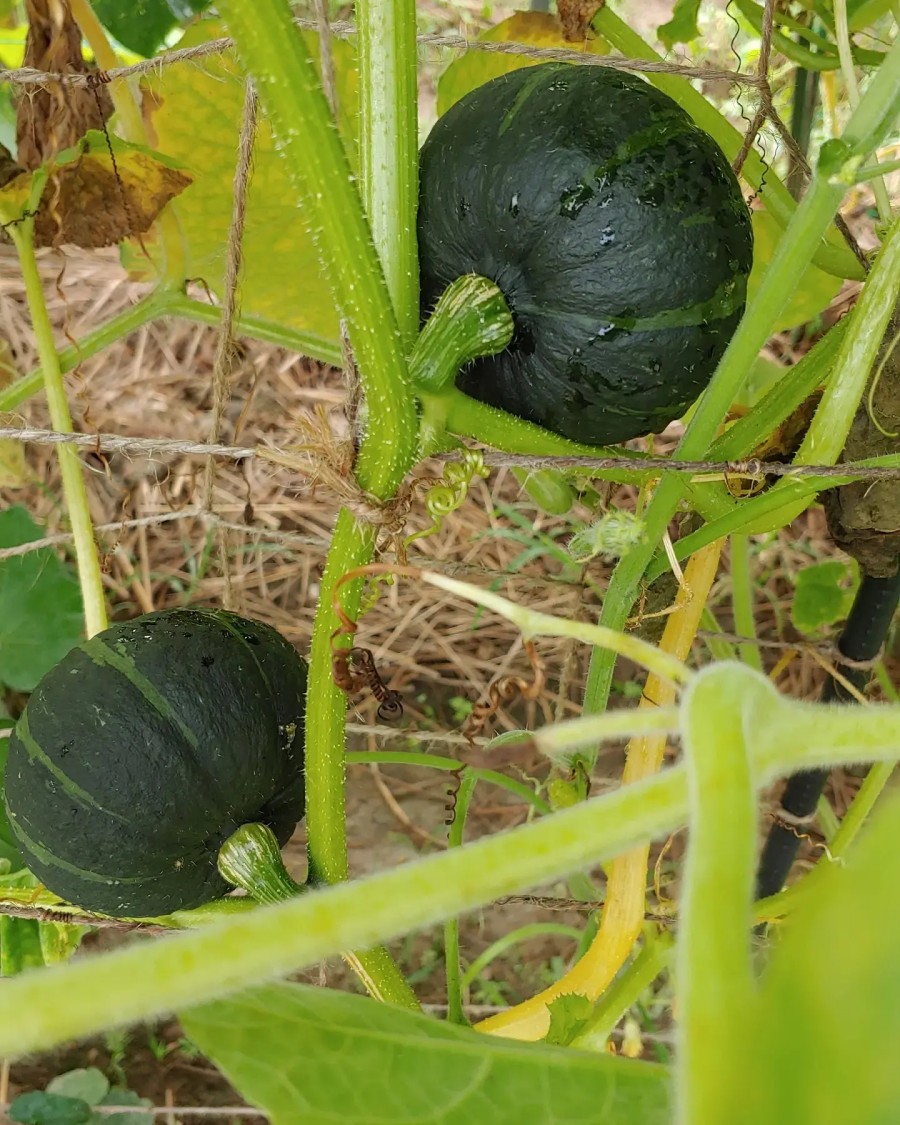 이히요 이미지