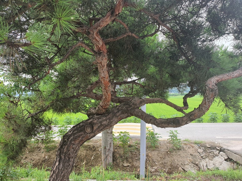 농업회사법인 한그루(주) 이미지