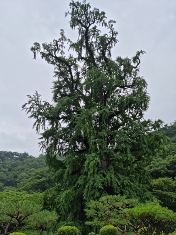 천과나무 이미지