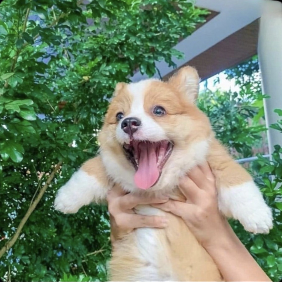 망고상상 이미지