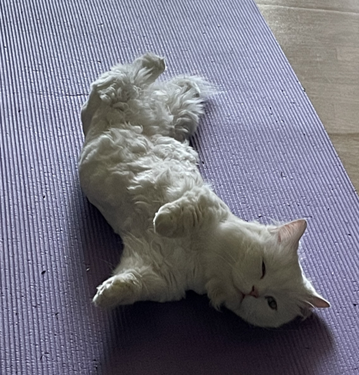 소소한 집사 이미지