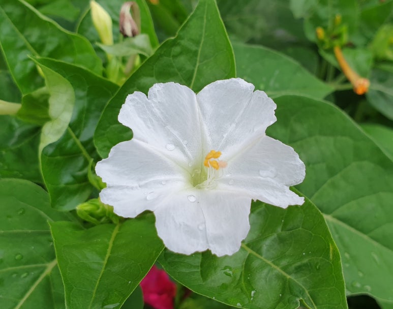닭한마리영양탕 이미지