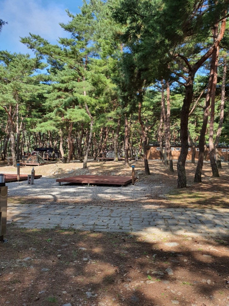 회동솔향캠핑장 이미지