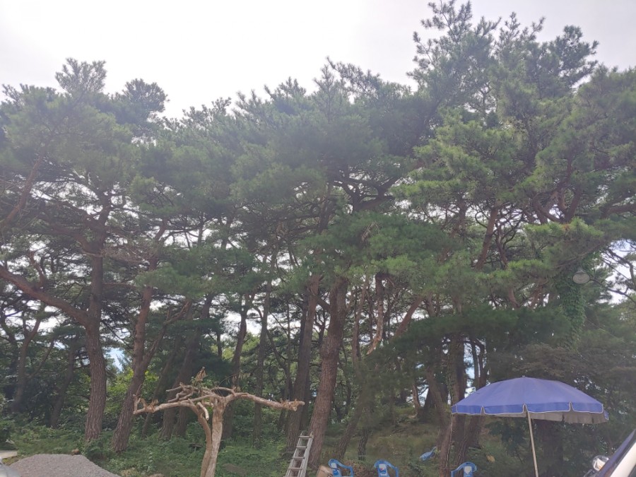 다제다향 이미지