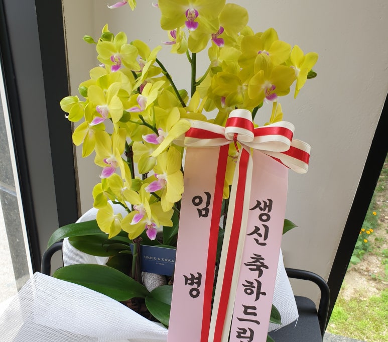 우니코앤우니카 이미지