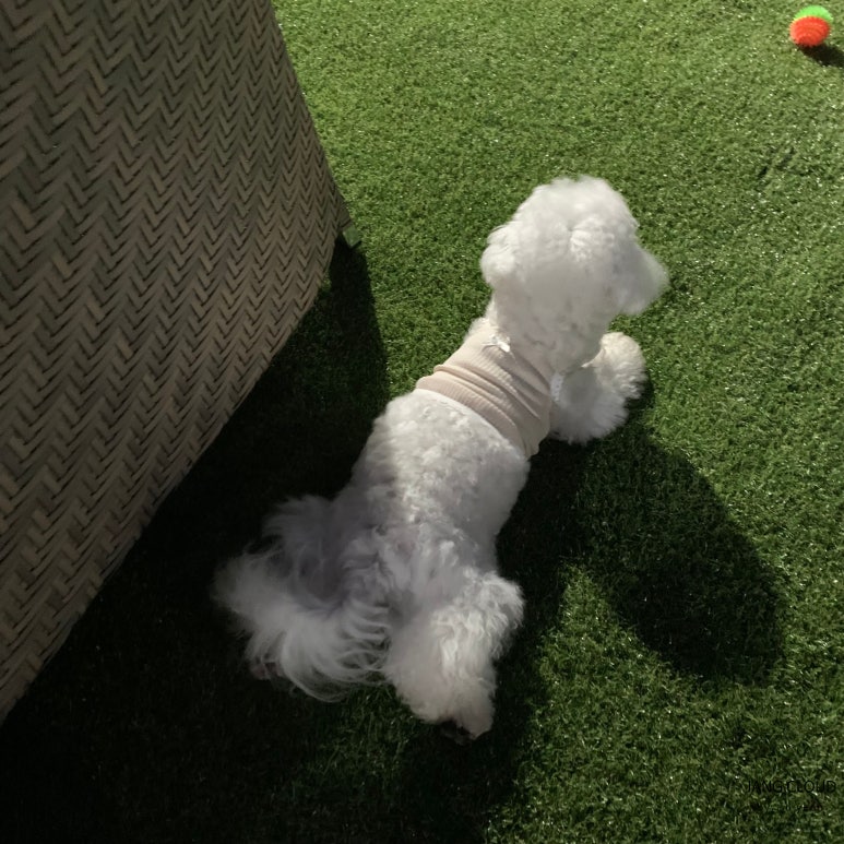 러블리독스 이미지