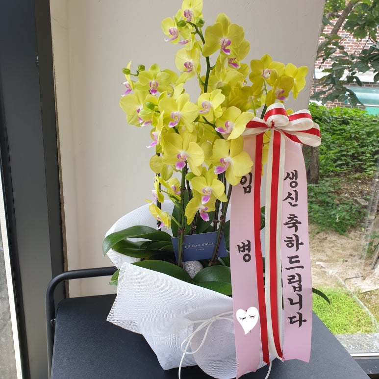 우니코앤우니카 이미지