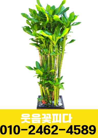 우리꽃배달 이미지