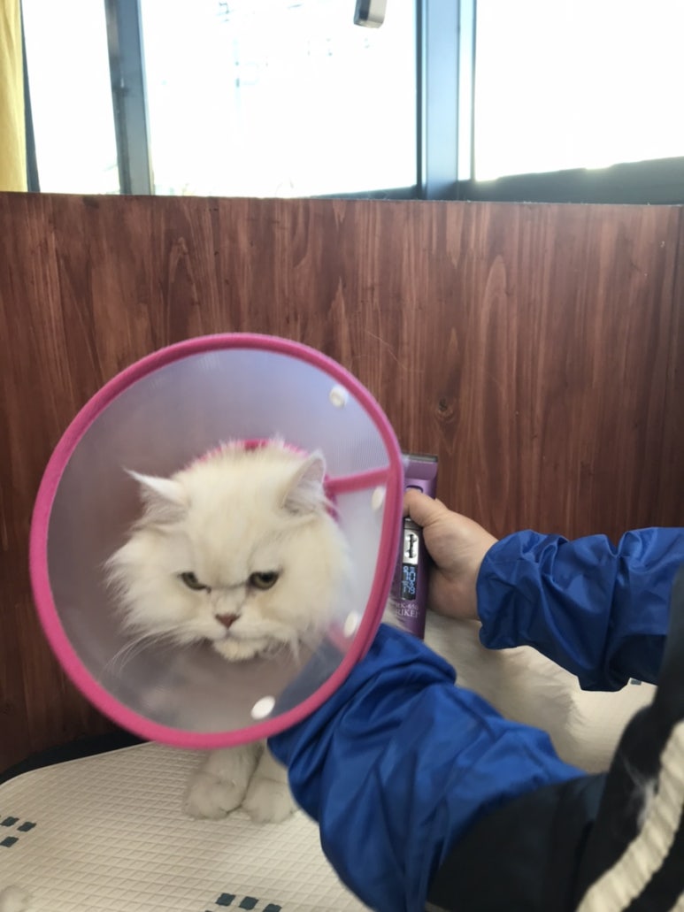 펫홀릭더라이프 이미지
