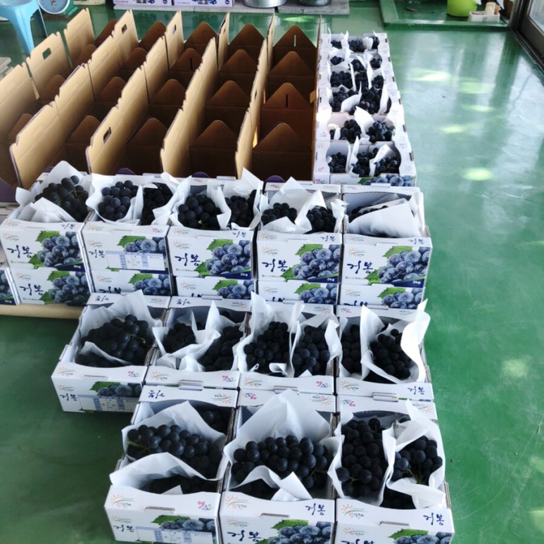 다정포도원 이미지