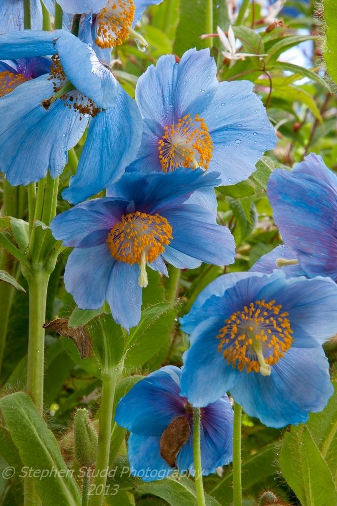 블루(Blue) 이미지