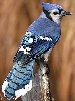 블루(Blue) 이미지