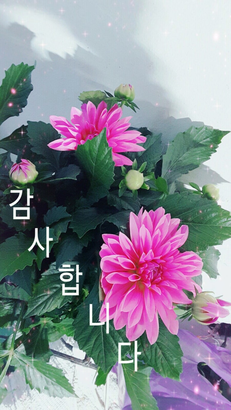 아침향기화원 이미지