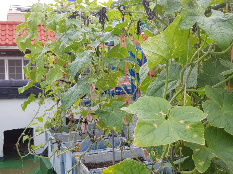 텃밭2 이미지