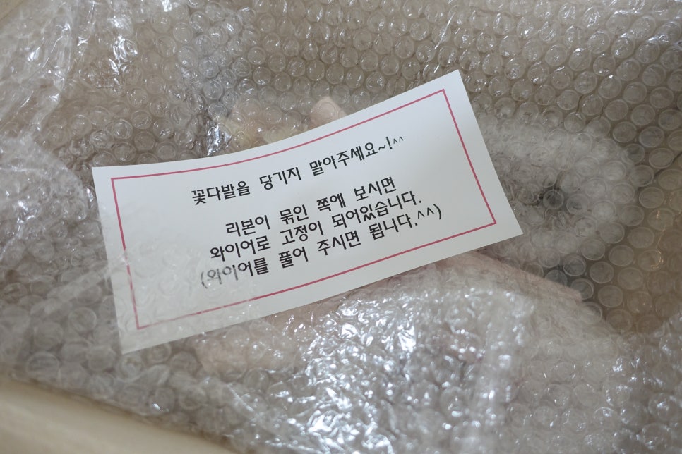 컨브리오 이미지