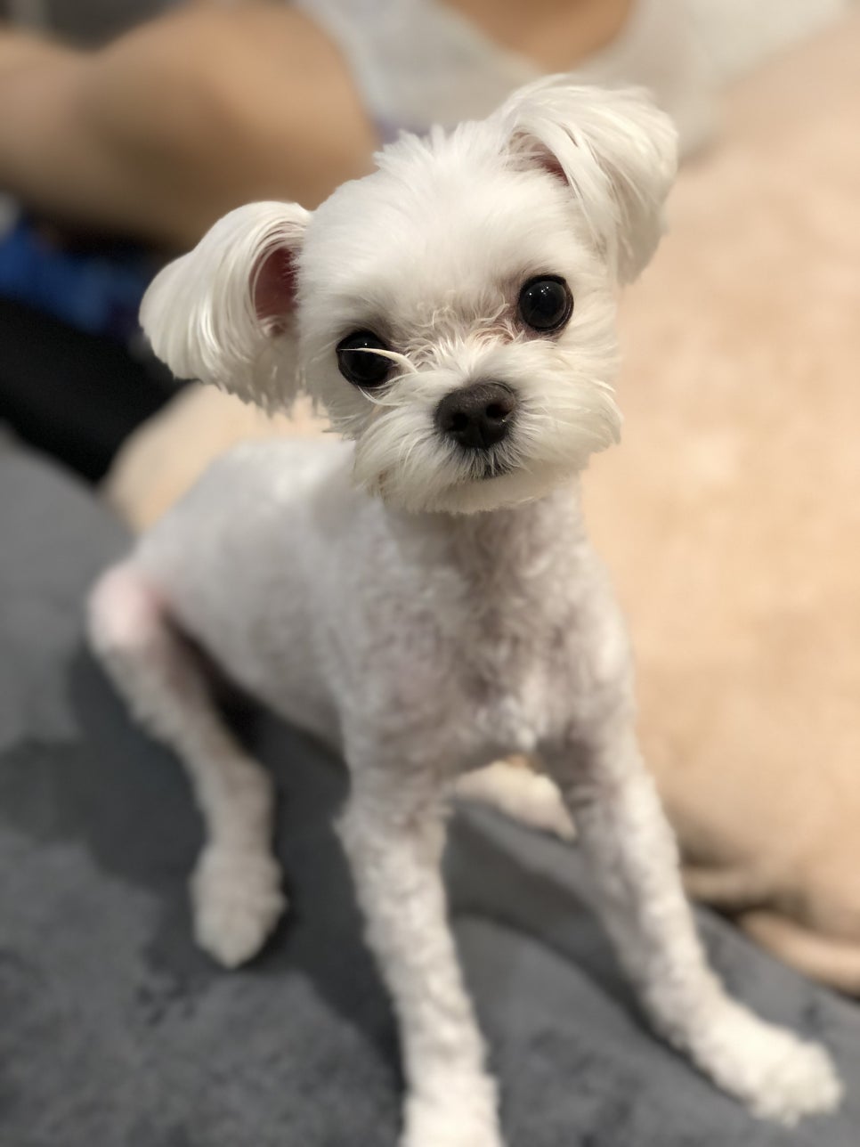 궁전상회 이미지