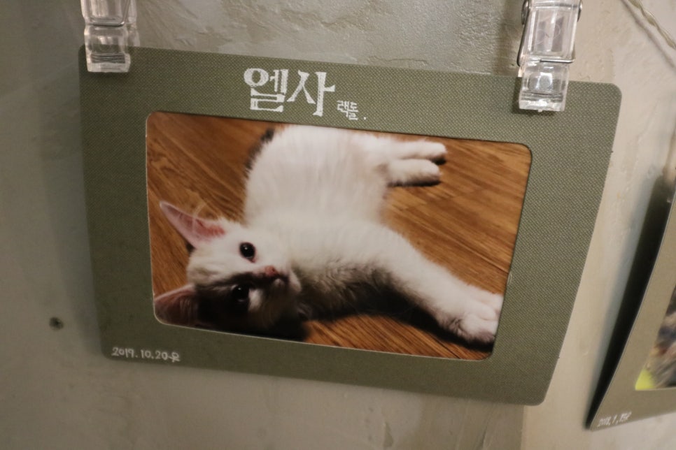 아가마미고양이카페 이미지