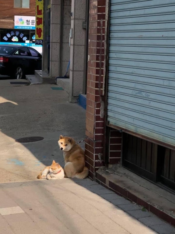 빈티지플랜트 이미지