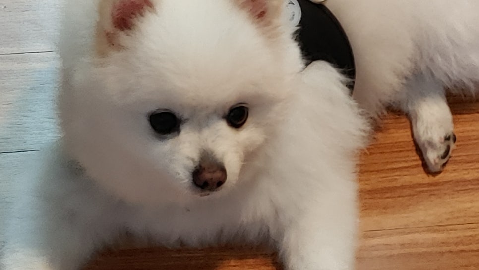 소고배 이미지