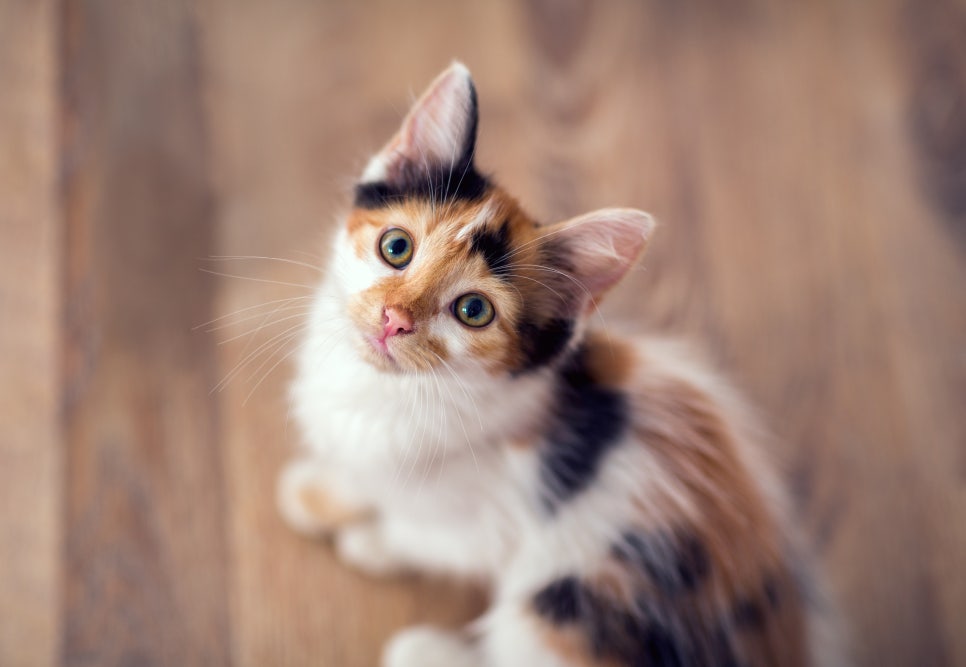 스키타는고양이 이미지