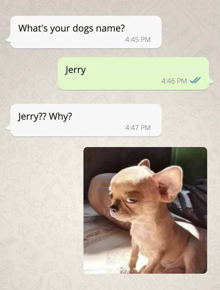제리집 이미지