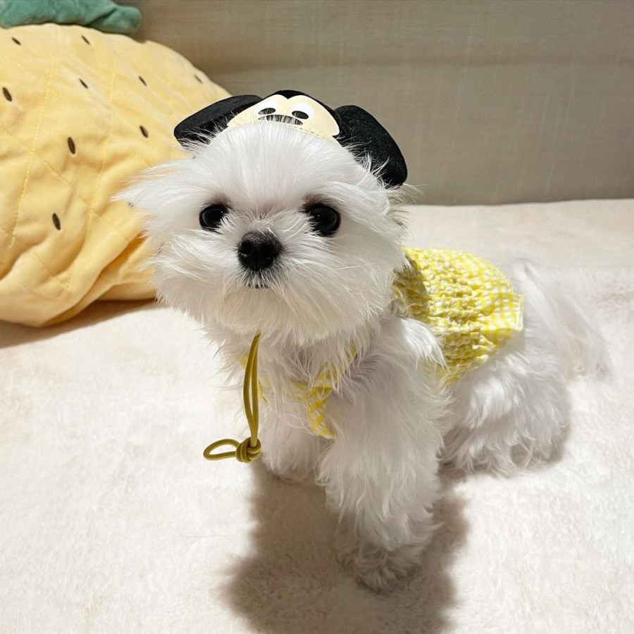 오리대장 이미지