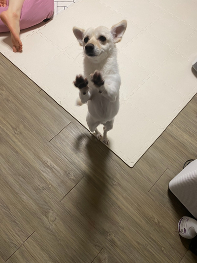 복개천산오징어 이미지