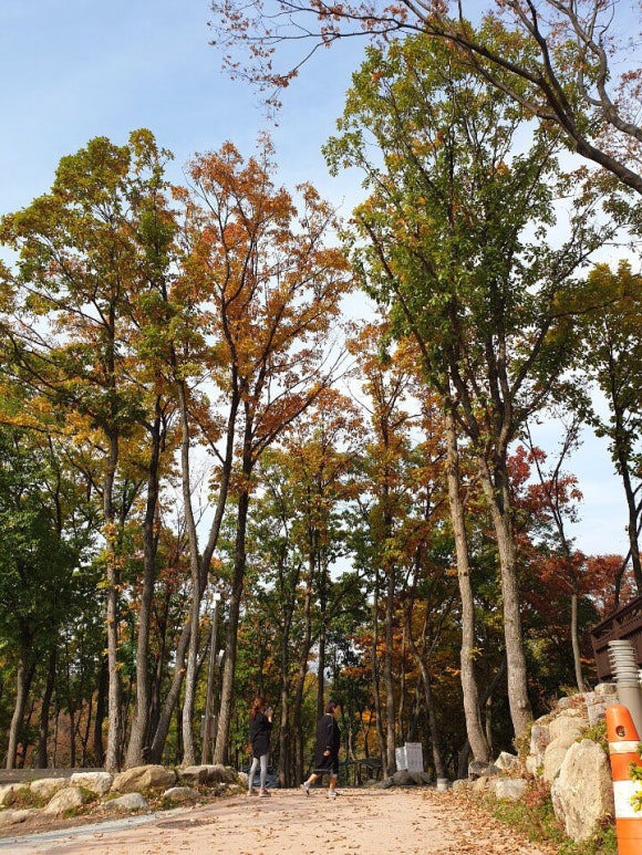 비슬산 숲속 오토캠핑장 이미지