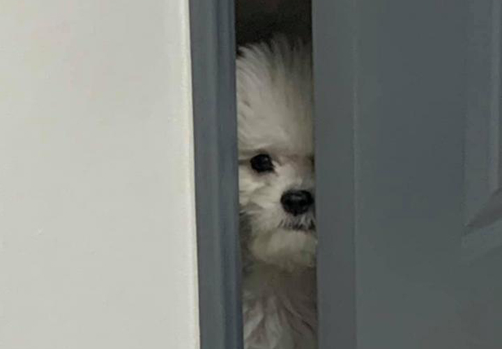 카페뮤로 이미지