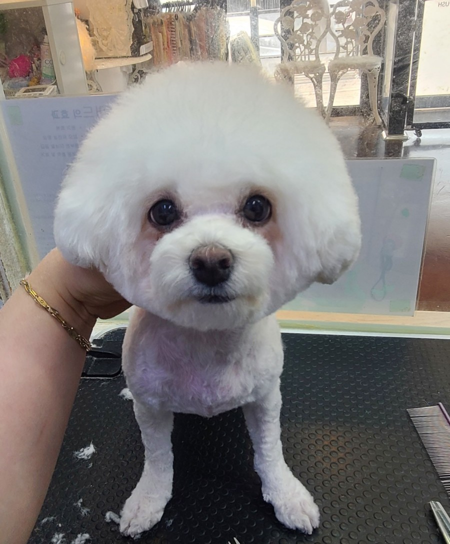 밥푸라 이미지