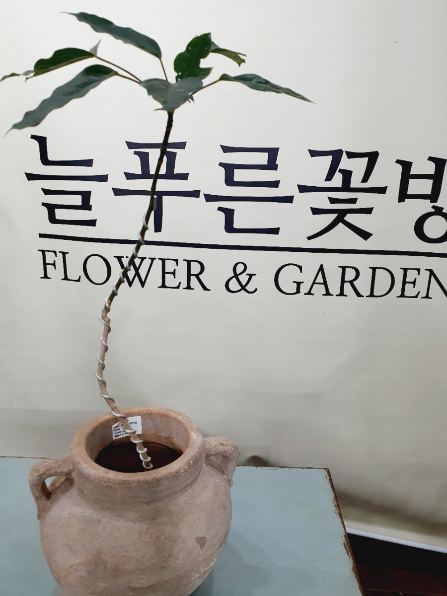 푸른꽃방 이미지