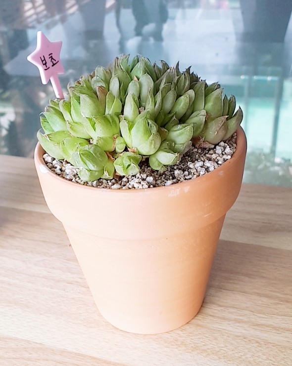 중앙꽃다육 이미지