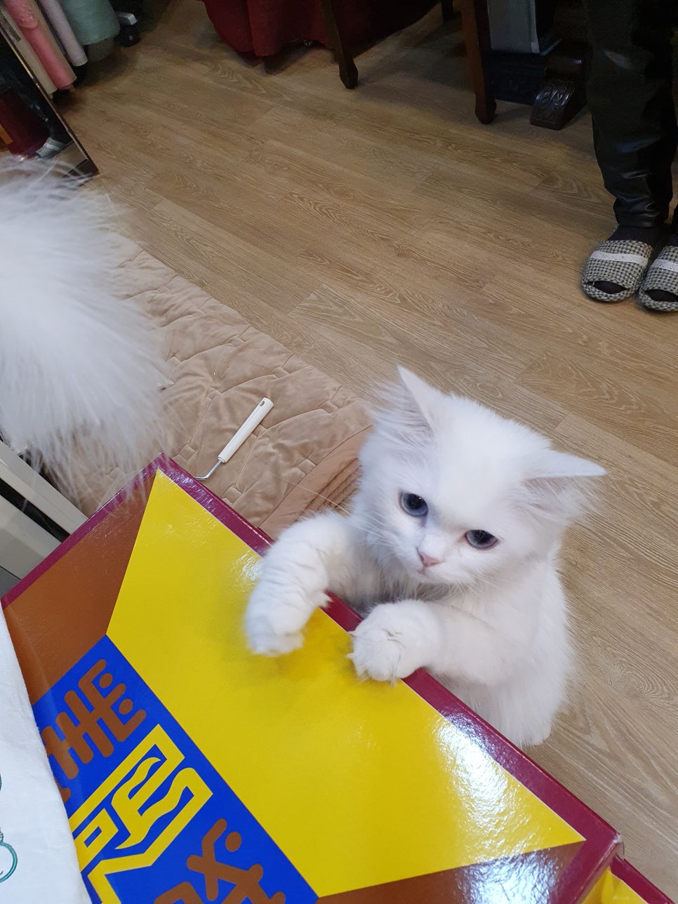 백합주단 이미지