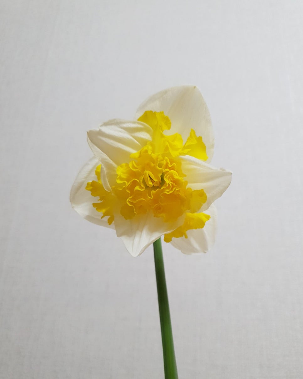 프린탈 이미지