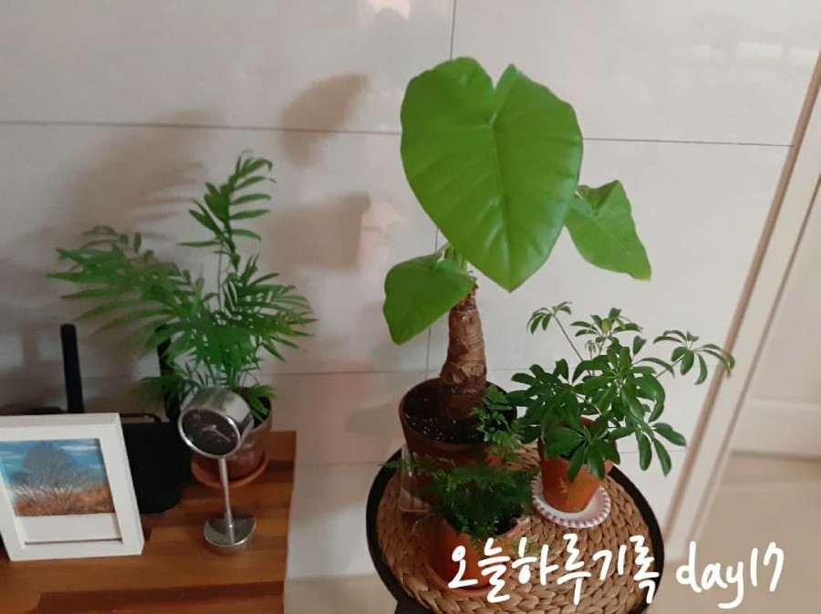 알로카시안 이미지