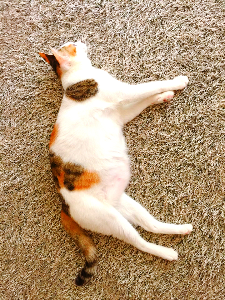 쮸쮸 이미지